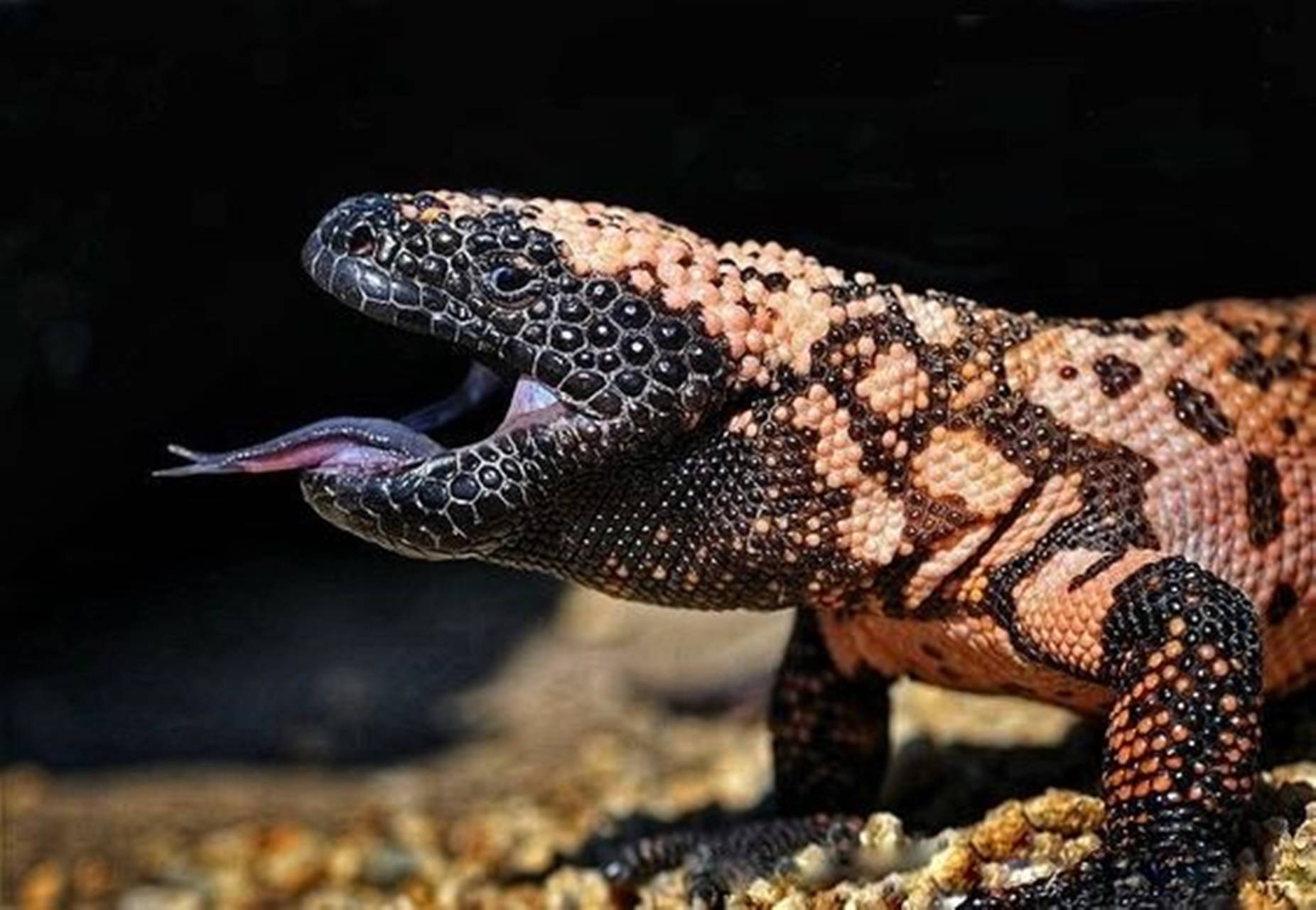 Gila Monster Roaring With Tongue Out Wallpaper