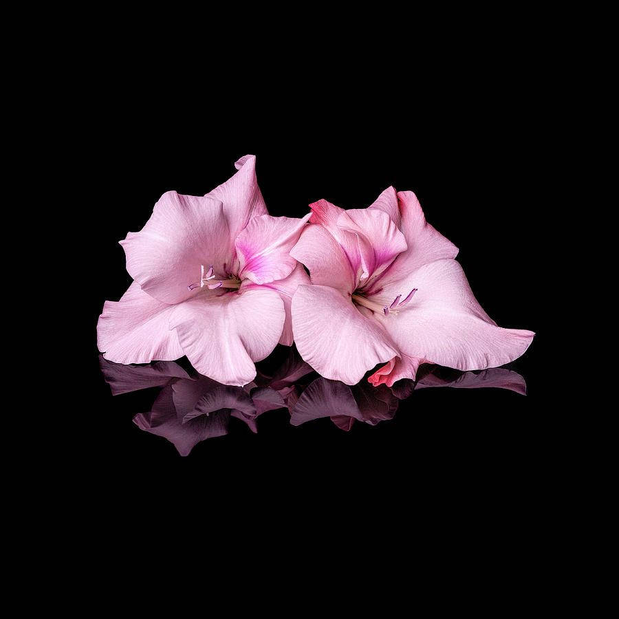 Gladiolus Flowers In Pale Pink Wallpaper