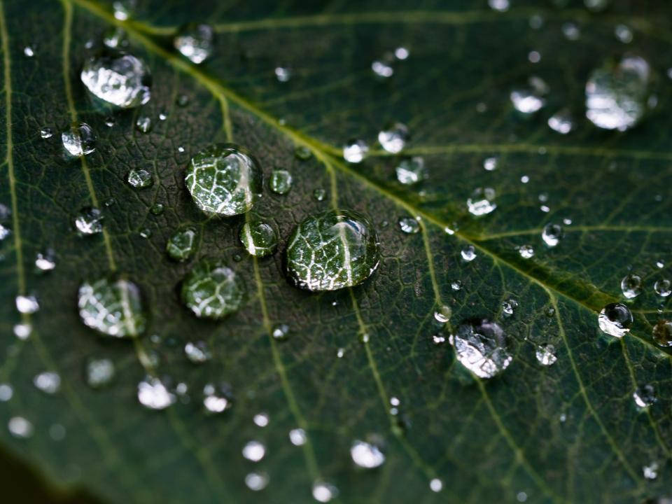 Glistening Water Droplets Reflecting Serene Nature Wallpaper