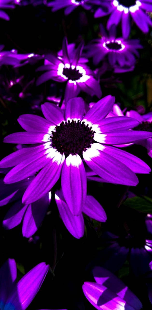 Glowing Aesthetic Purple Flower Wallpaper