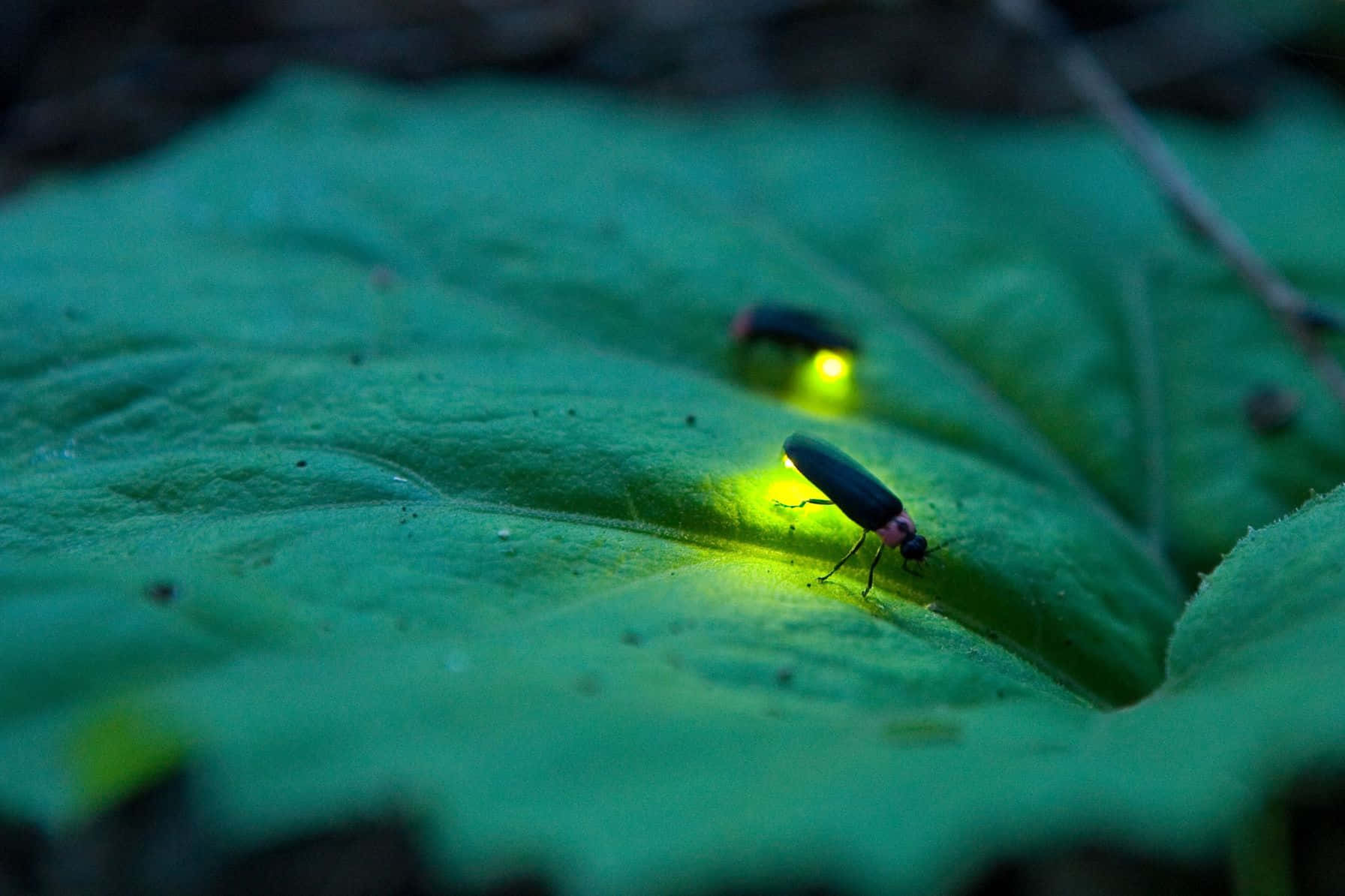 Glowing Fireflieson Leaf Wallpaper