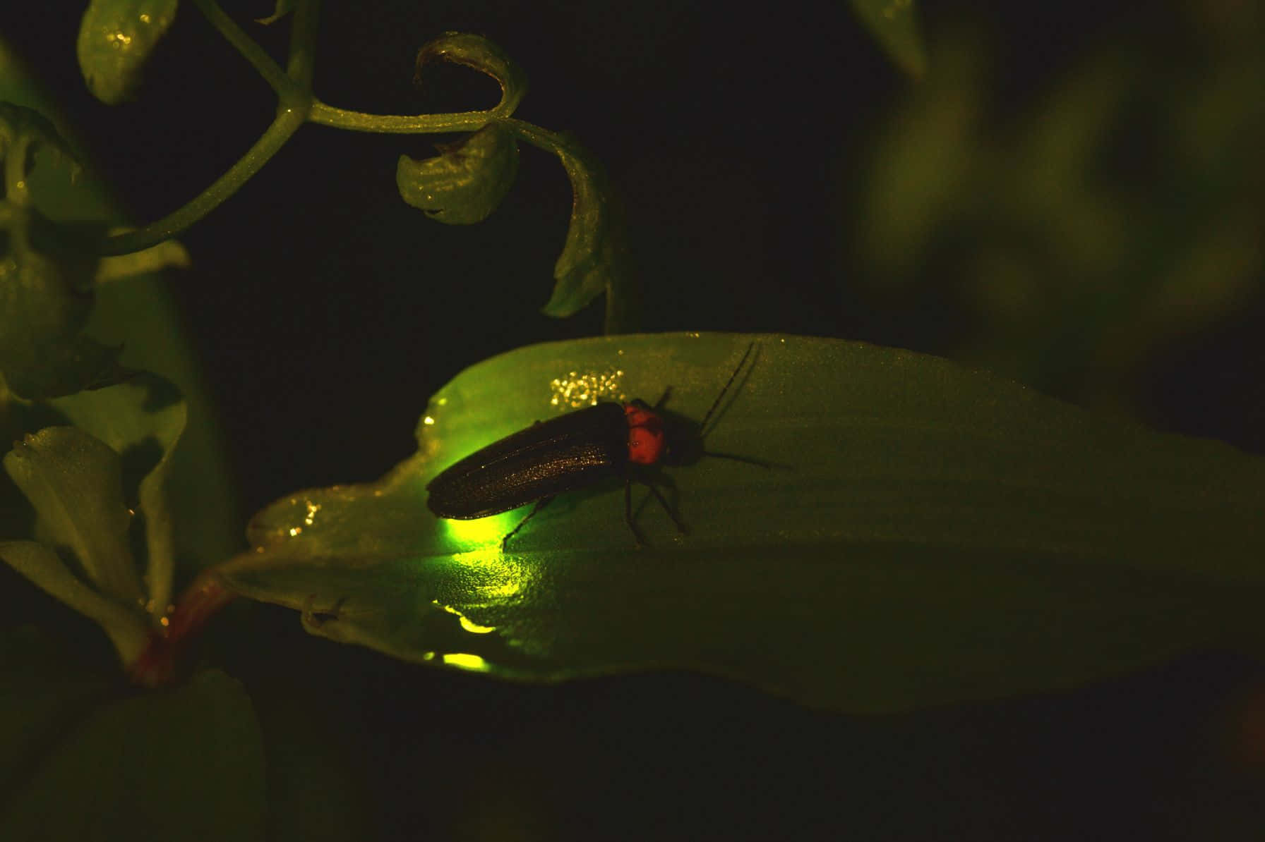 Glowing Fireflyon Leaf Nighttime Wallpaper