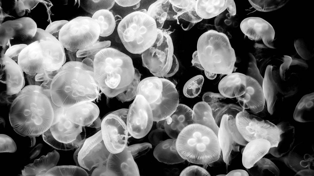 Glowing Jellyfishes 4k Desktop Wallpaper