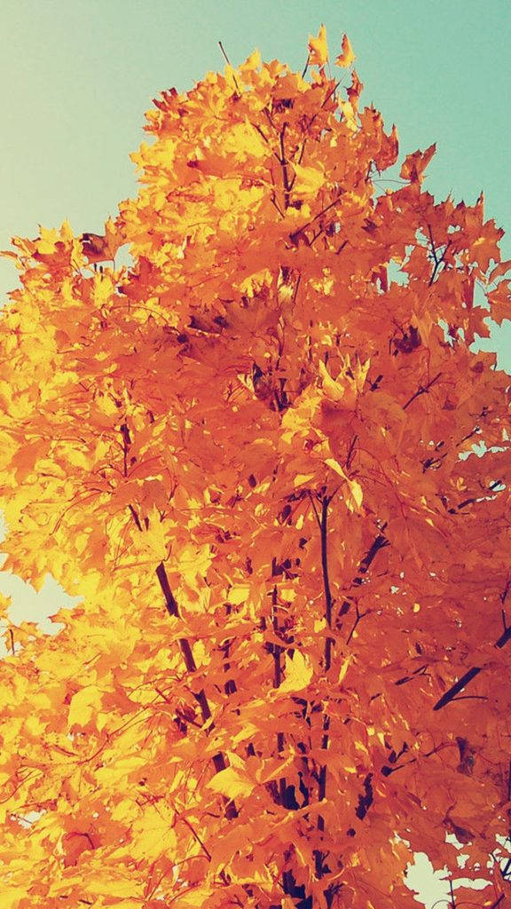Golden Leaves As A Stunning Background For Iphone Wallpaper