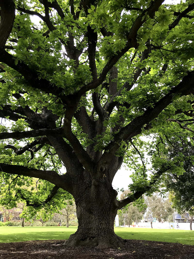 Golden Oak Tree Hd Wallpaper