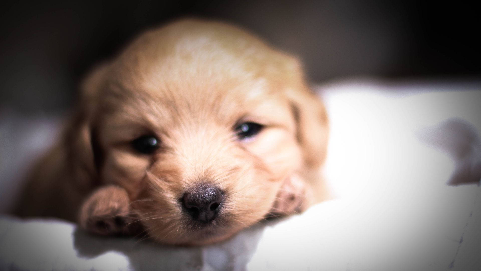 Golden Retriever Baby Dog Relaxes On Bed Wallpaper