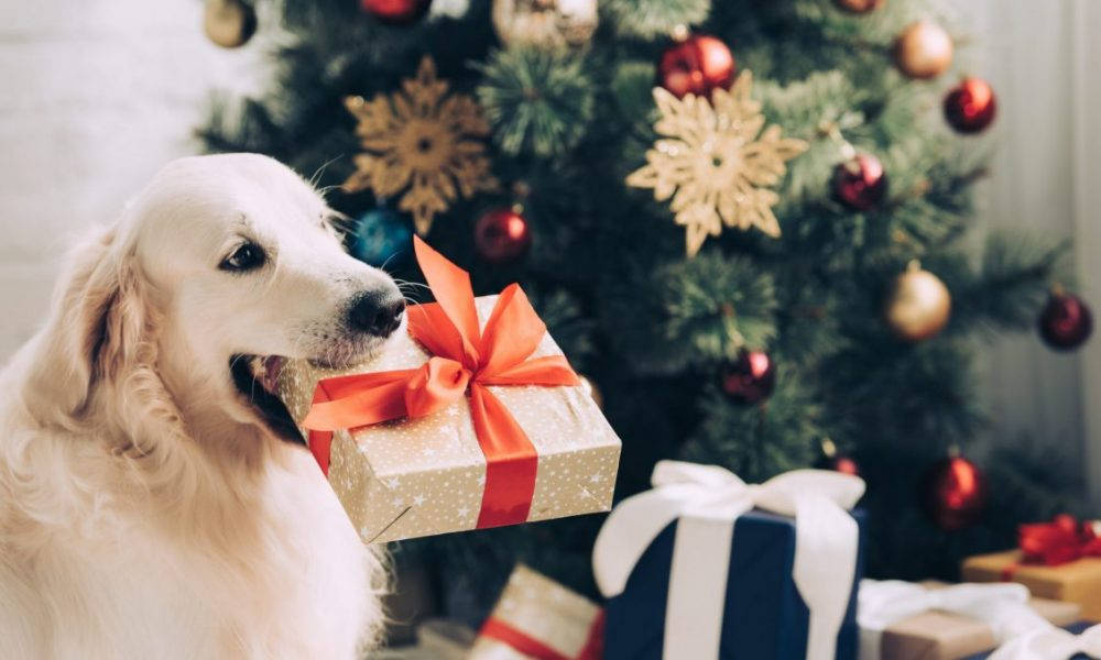 Golden Retriever Dog With Christmas Present Wallpaper