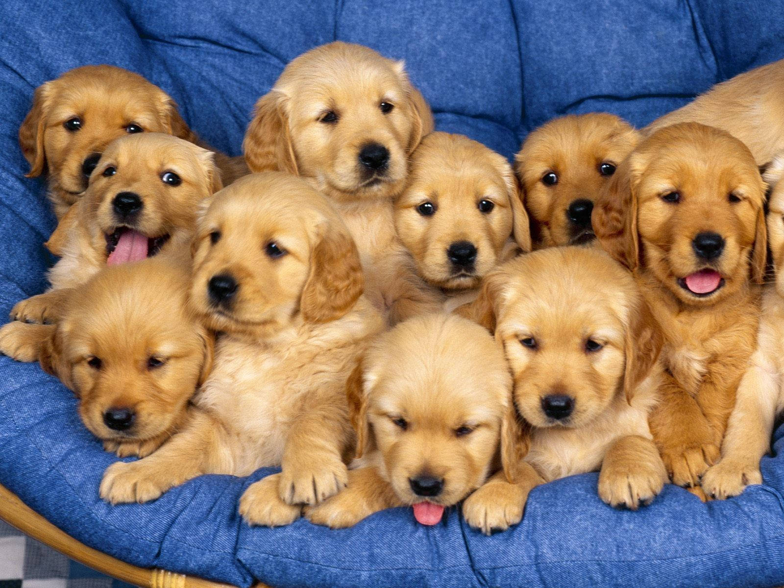 Golden Retriever Puppies Bunch Wallpaper
