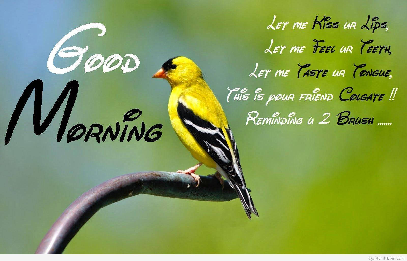 Good Morning Hd With A Goldfinch Wallpaper
