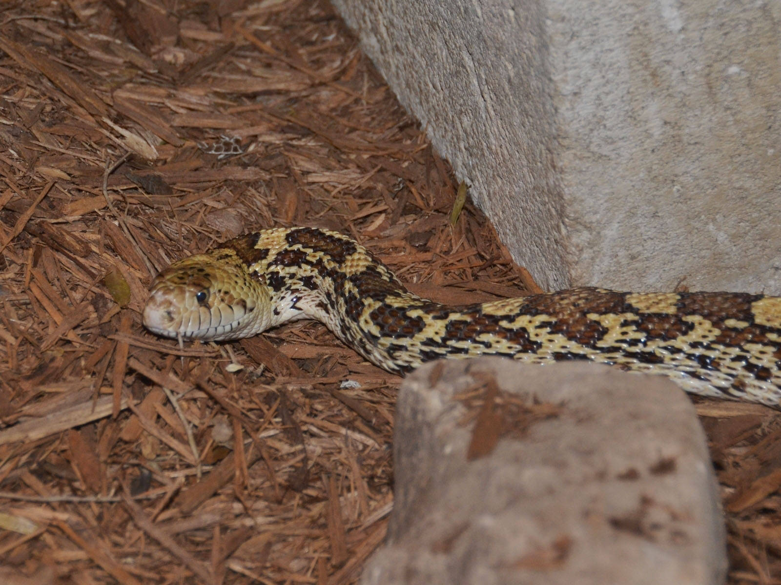 Gopher Snake Slithering On The Ground Wallpaper