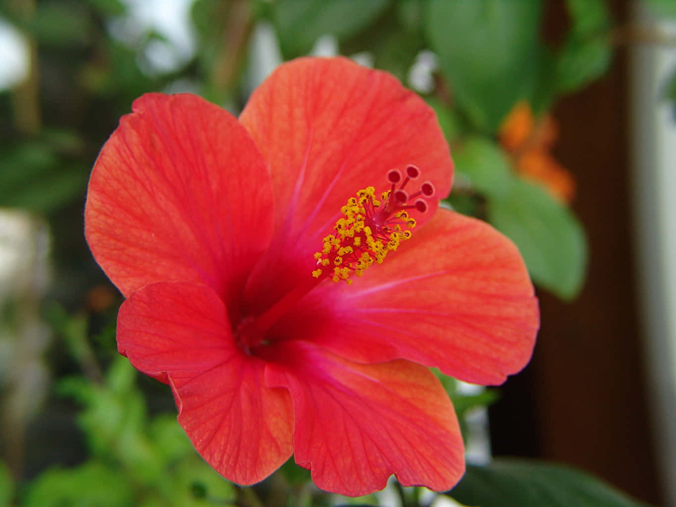 Gorgeous Orange Hibiscus Flower Wallpaper