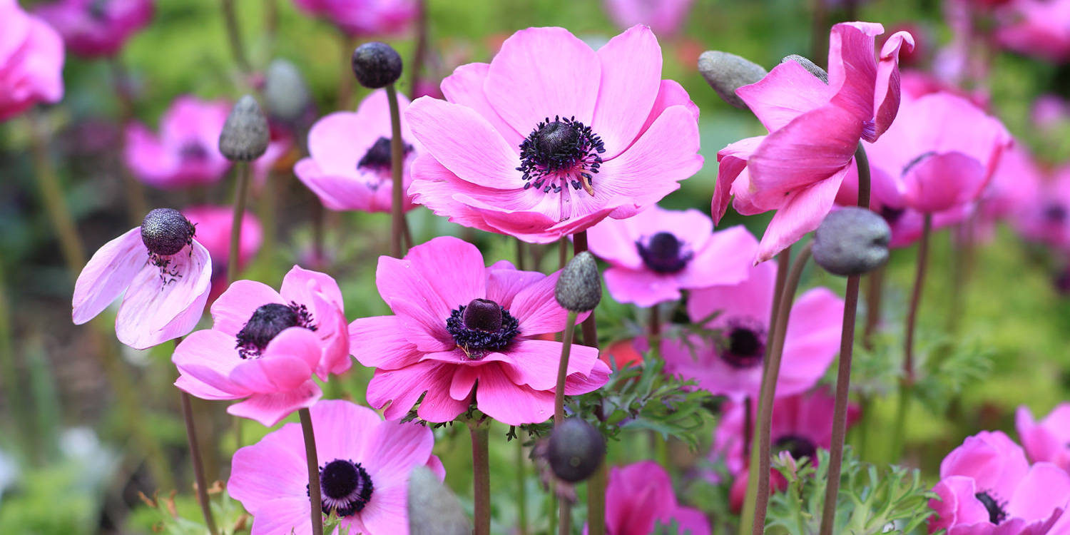 Gorgeous Pink Anemone Flowers Wallpaper