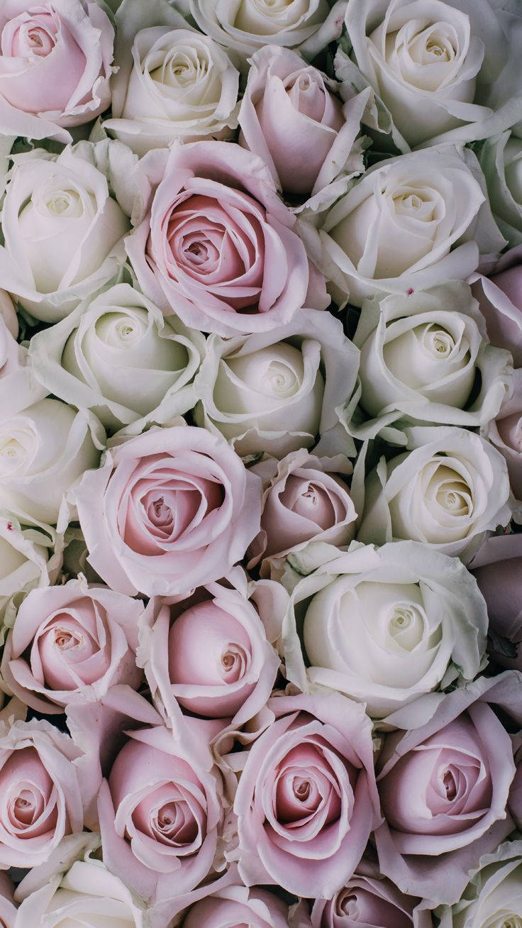 Gorgeous White Rose Iphone Wallpaper