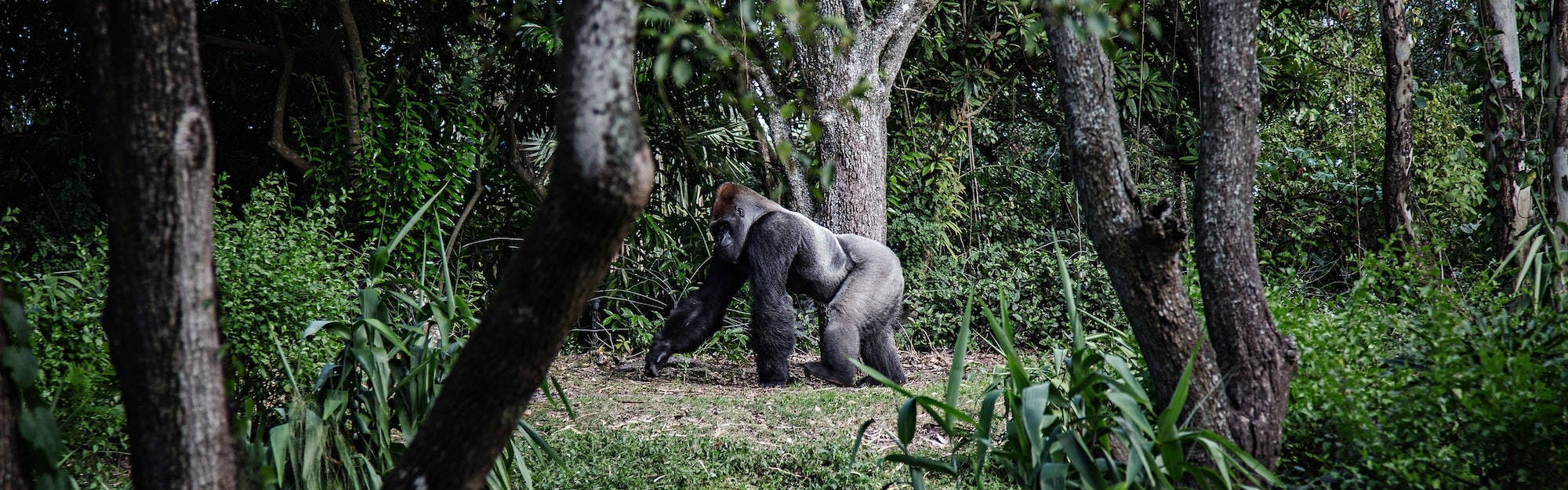 Gorilla In Gabon Wallpaper