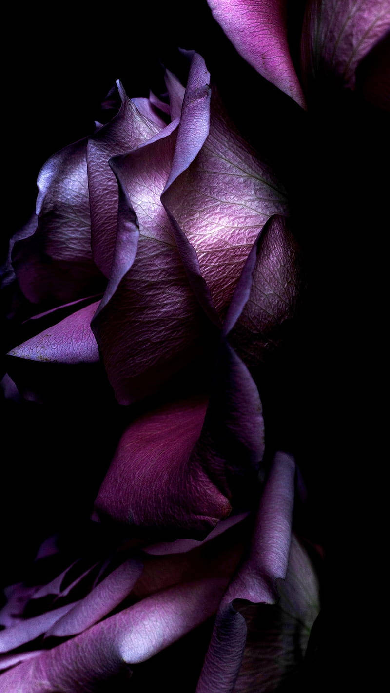 Gothic Black And Purple Aesthetic Flowers Wallpaper