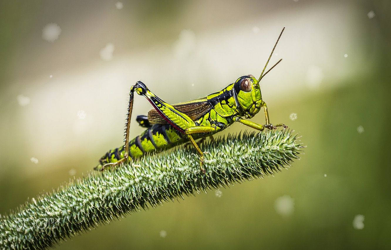 Grasshopper Grass Pollen Wallpaper