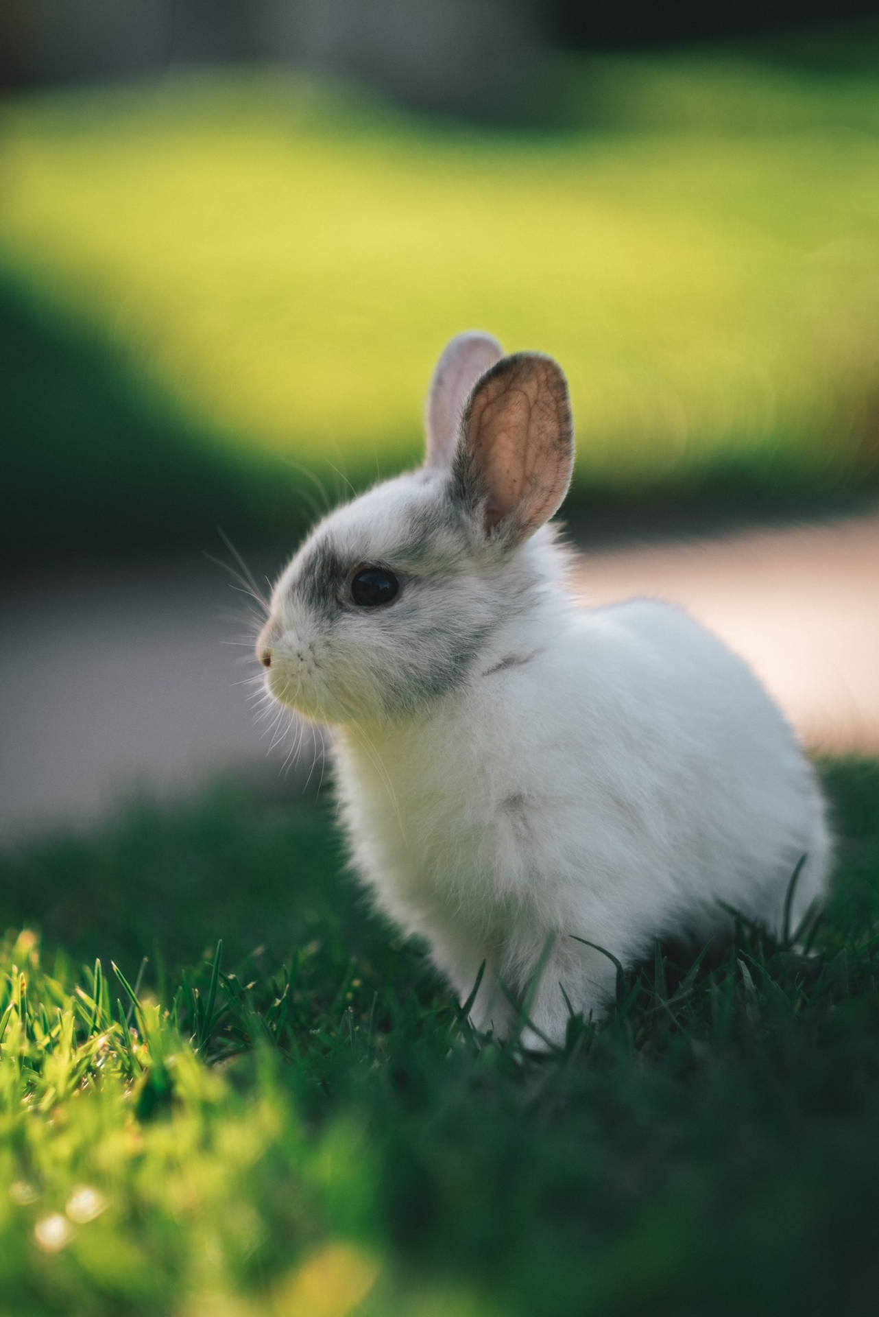 Gray And White-colored Baby Bunny Wallpaper