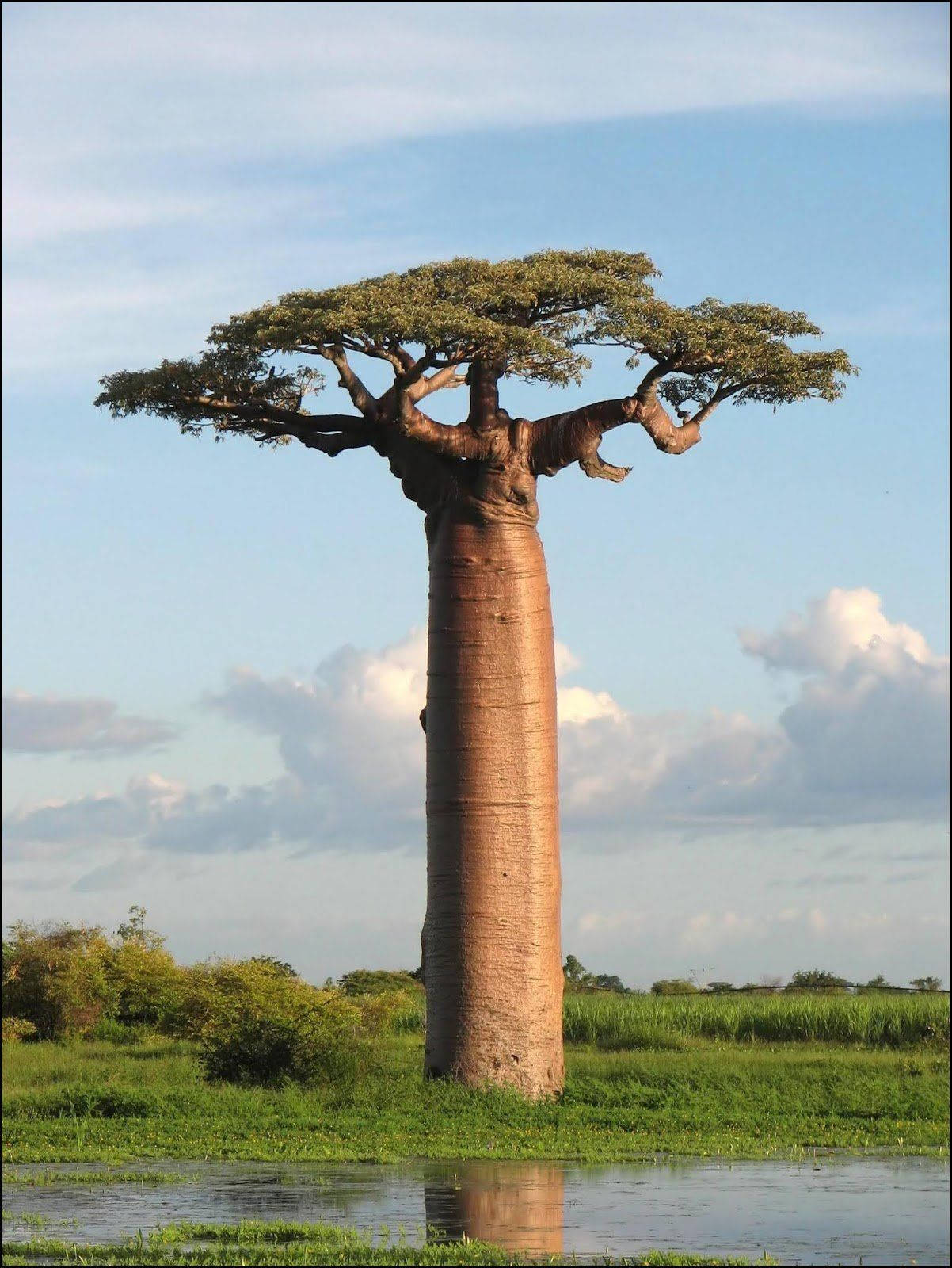 Great Baobab Tree Africa Iphone Wallpaper