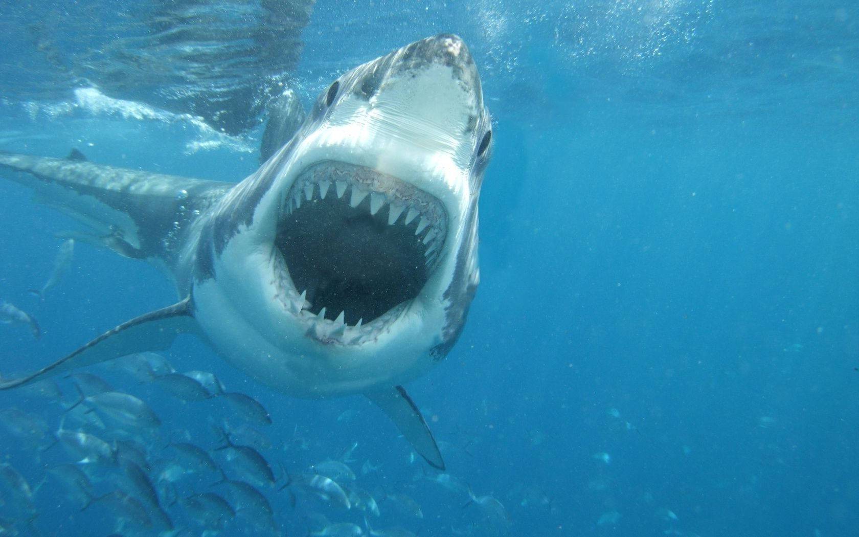 Great White Shark Jaws Wallpaper