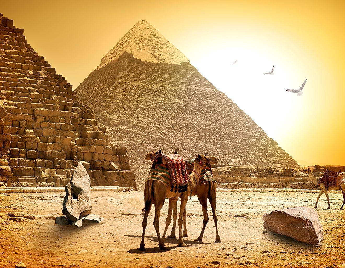 Greater Cairo's Pyramids & Camels Wallpaper