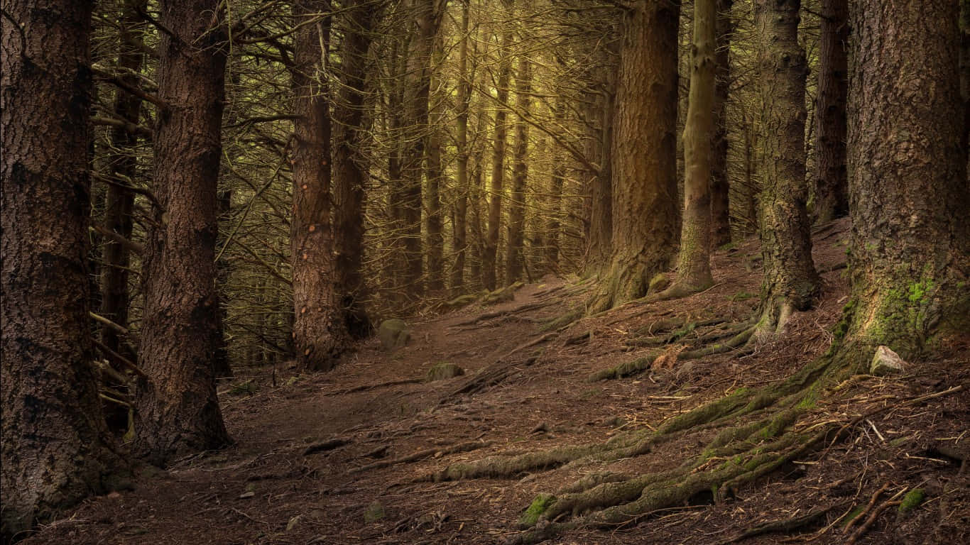 Green And Brown Wild Forest Wallpaper