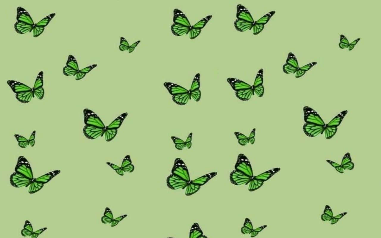 Green Butterfly Desktop Background Wallpaper