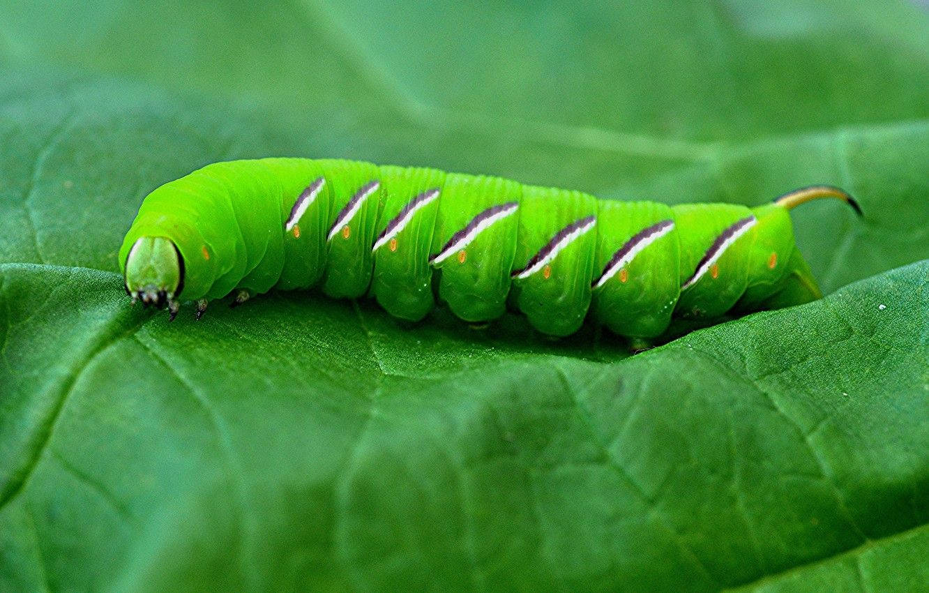 Green Caterpillar On Green Leaf Wallpaper