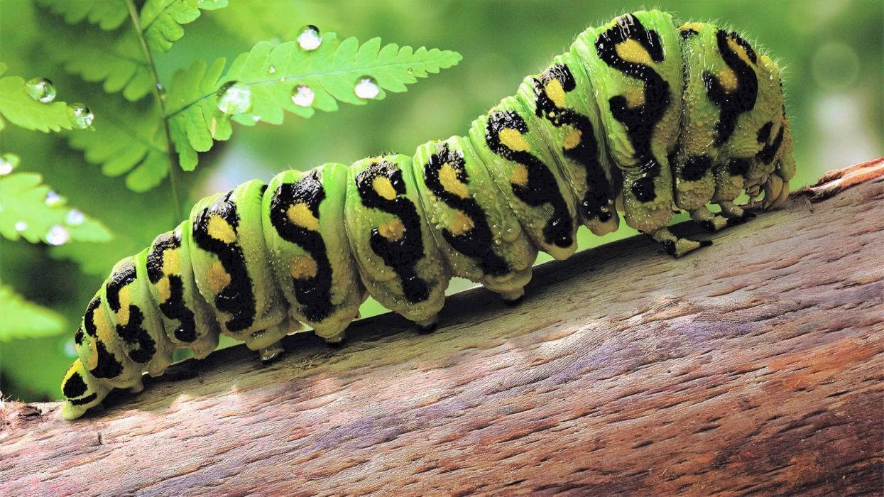 Green Caterpillar With S Pattern Wallpaper