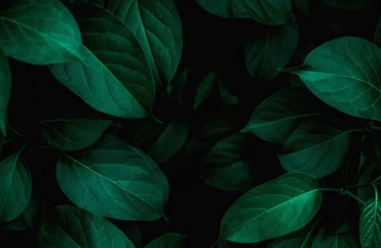 Green Dark Color Leaves Wallpaper