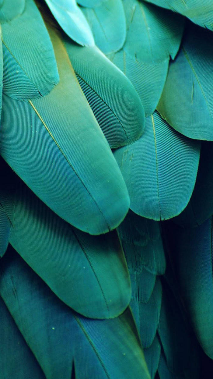 Green Feathers Iphone Ios 10 Wallpaper