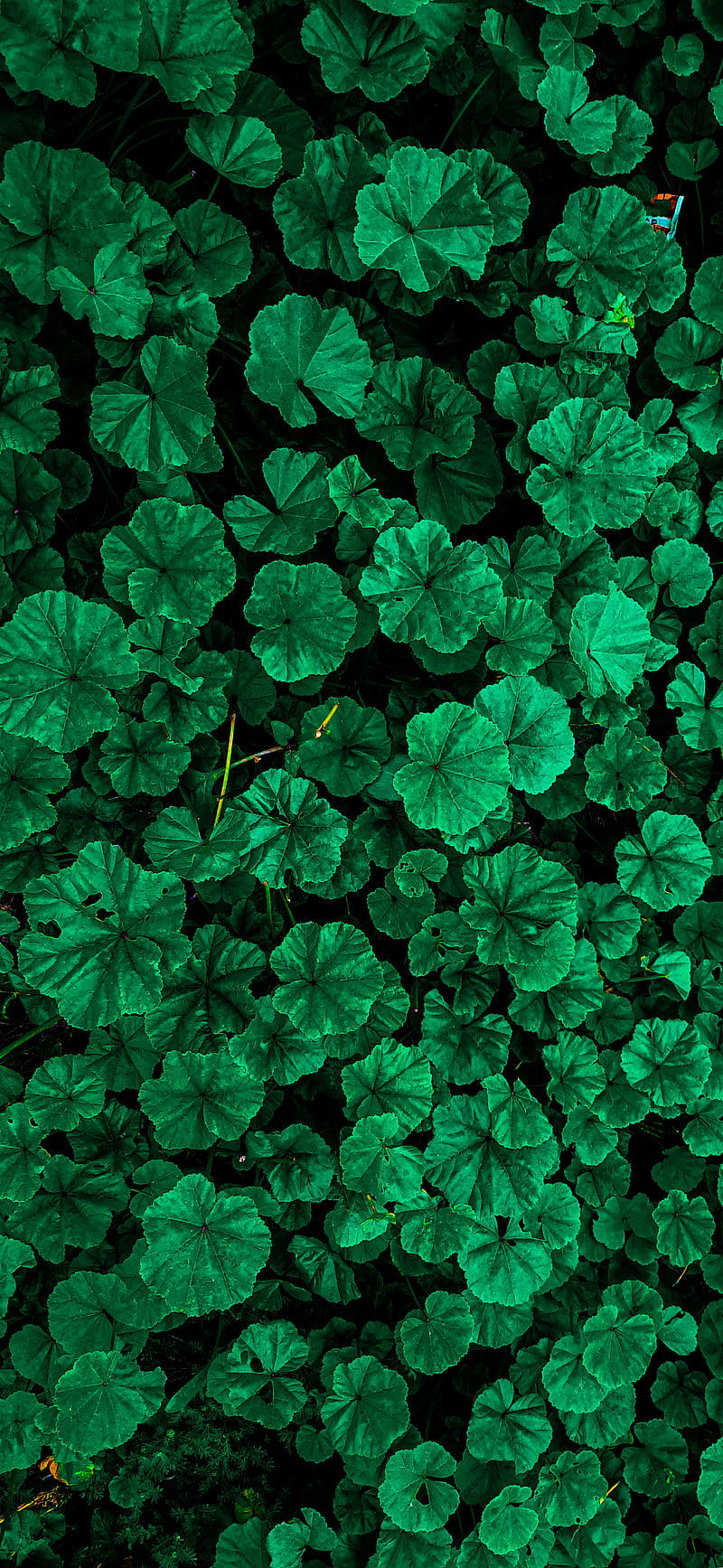 Green Flower Iphone Wallpaper