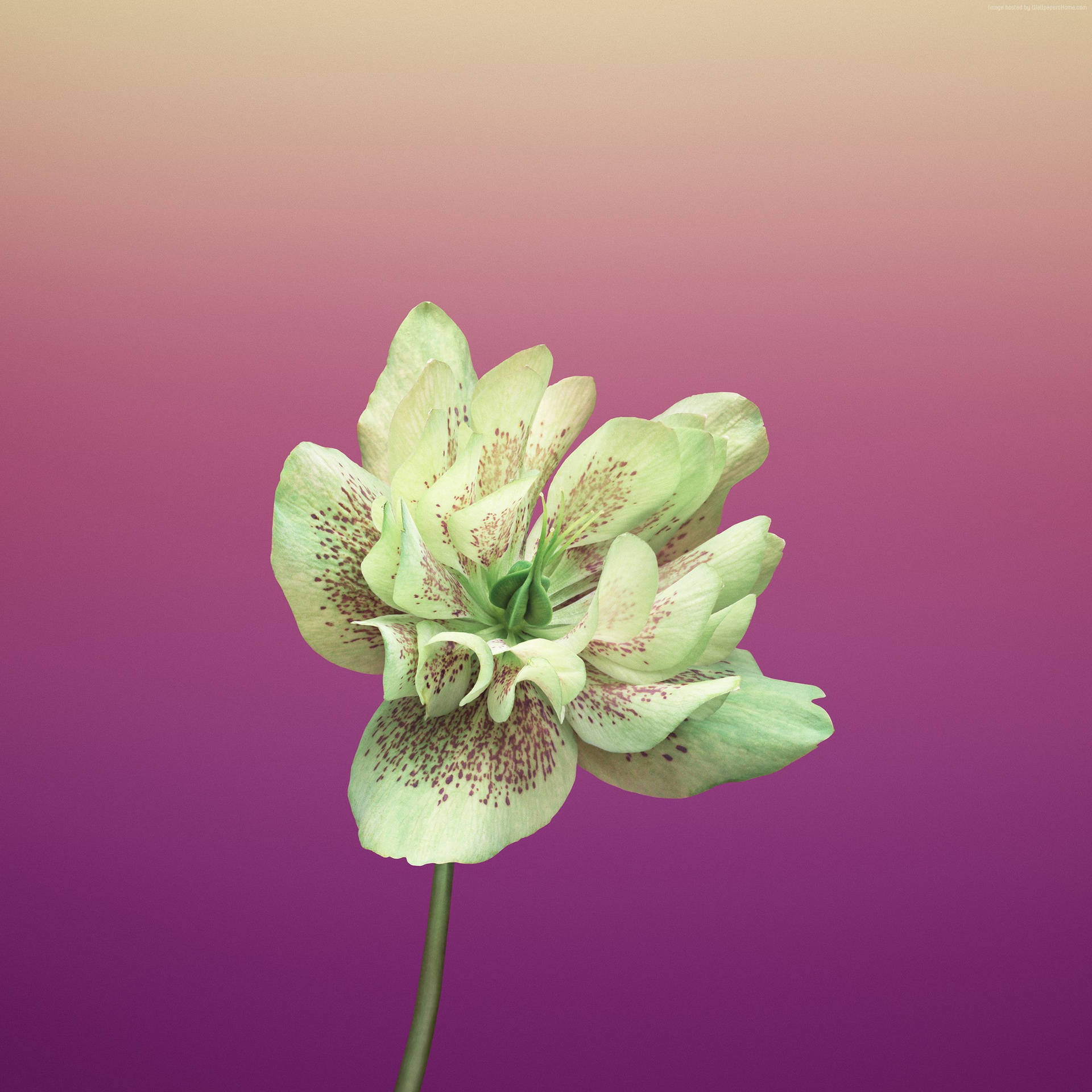 Download free Green Flower Iphone X Amoled Wallpaper MrWallpaper