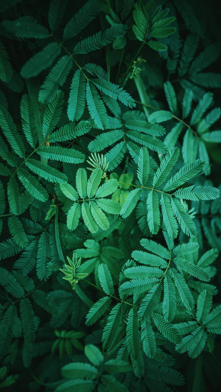 Green Foliage Leaves Iphone Wallpaper