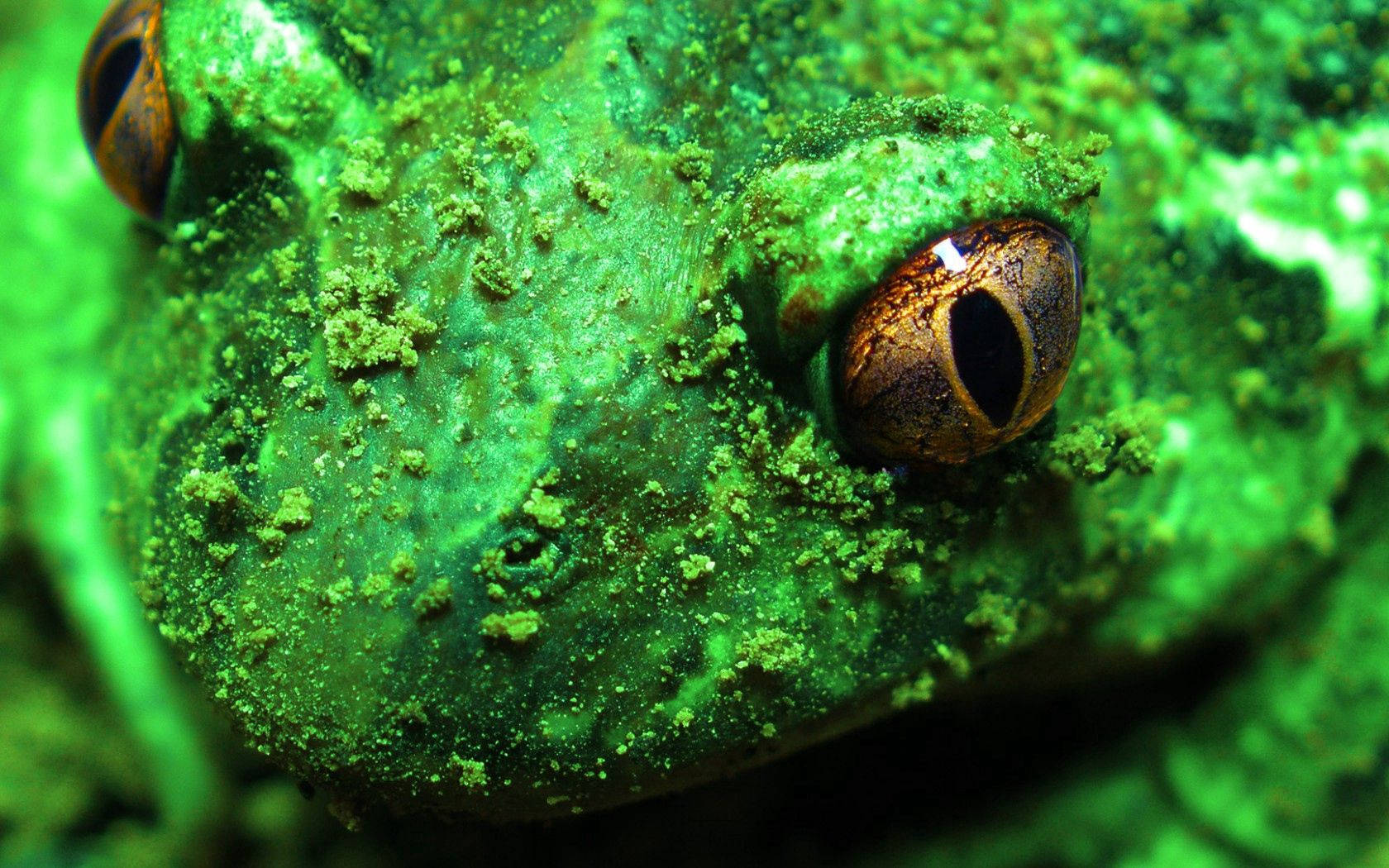 Green Frog Macro Photography Wallpaper