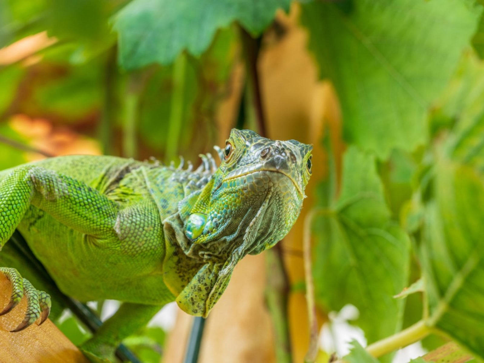 Green Iguana On Tree Wallpaper