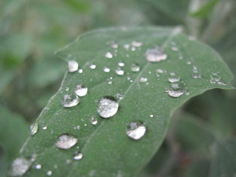 Green Leaf Raindrops Most Beautiful Rain Wallpaper