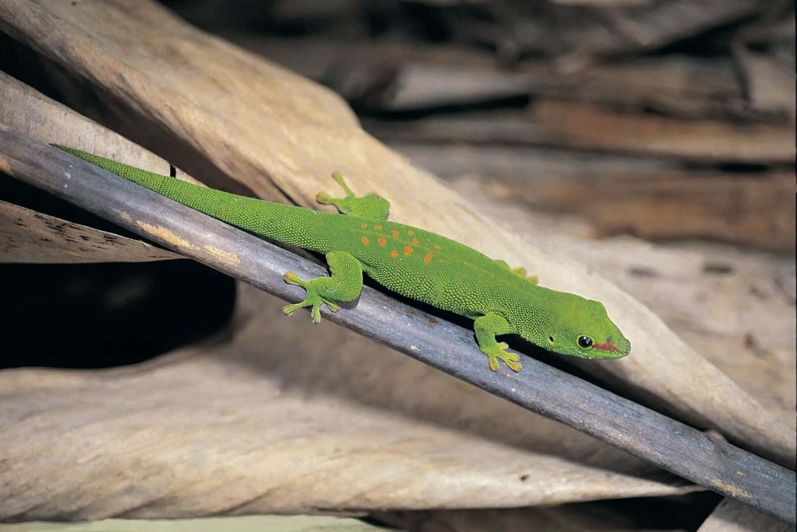 Green Lizard On Branch.jpg Wallpaper