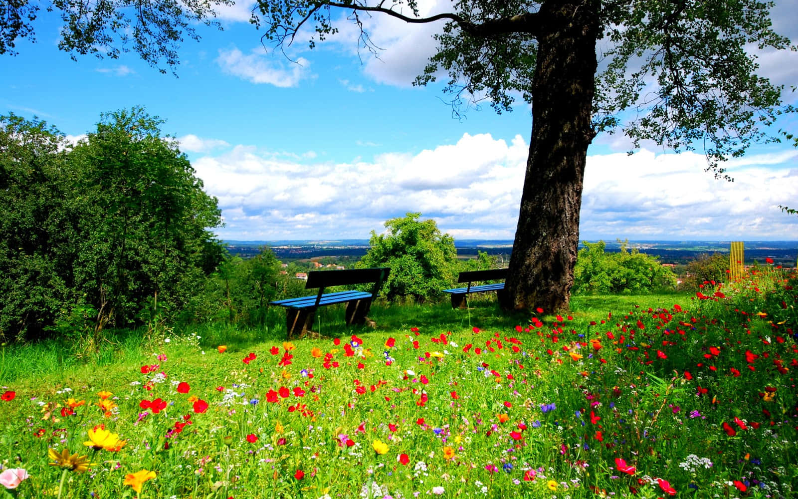 Green Nature Cute Spring Desktop Wallpaper