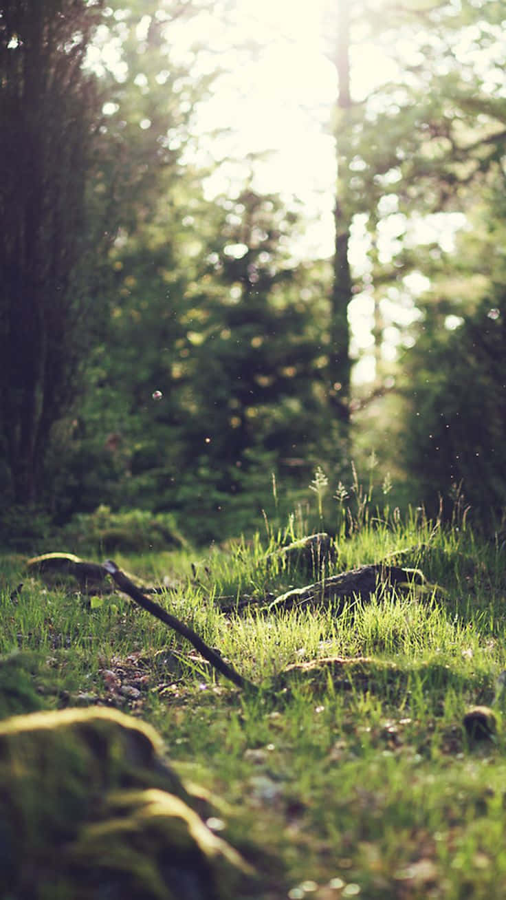 Green Nature Forest Grass Iphone Wallpaper