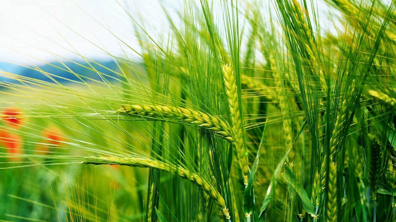 Green Nature Unripe Wheat Wallpaper