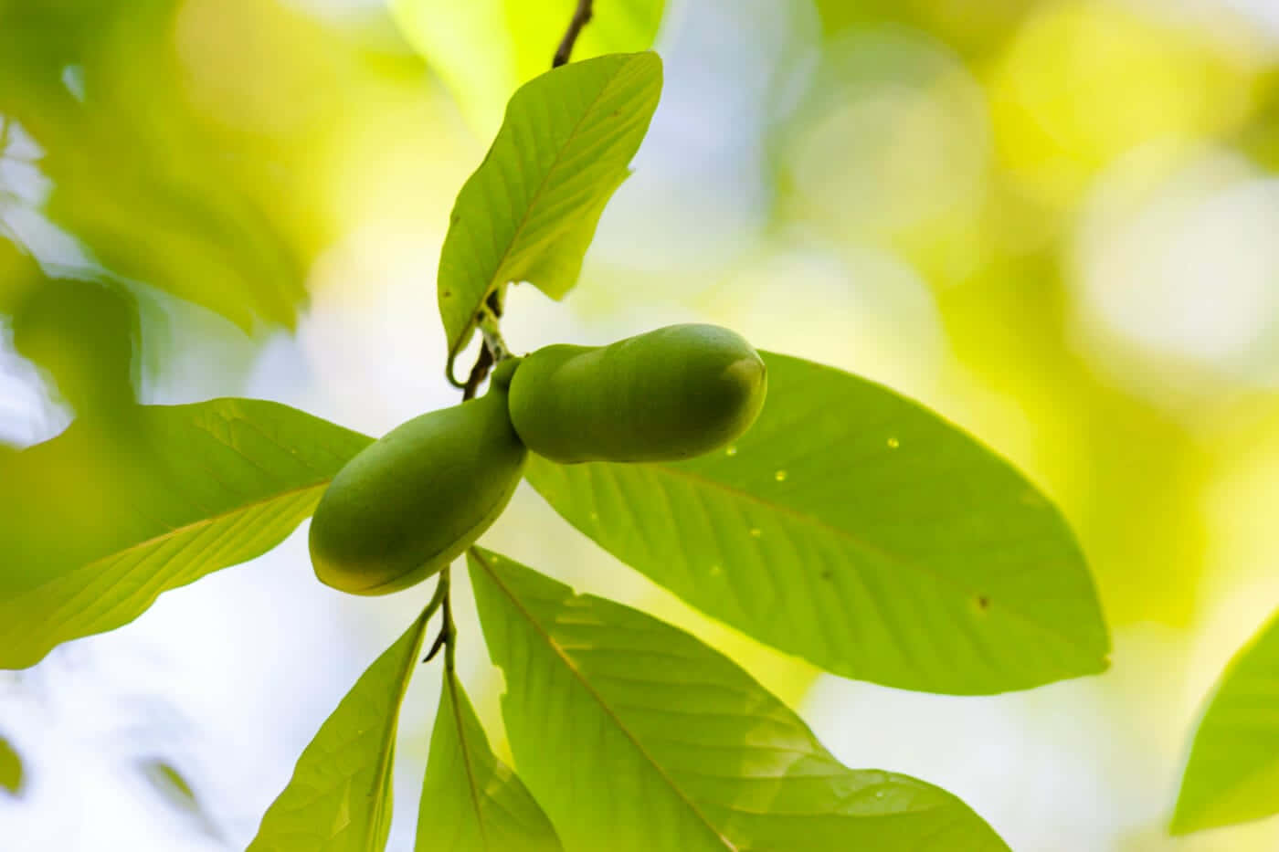 Green Pawpaw Fruiton Tree Wallpaper