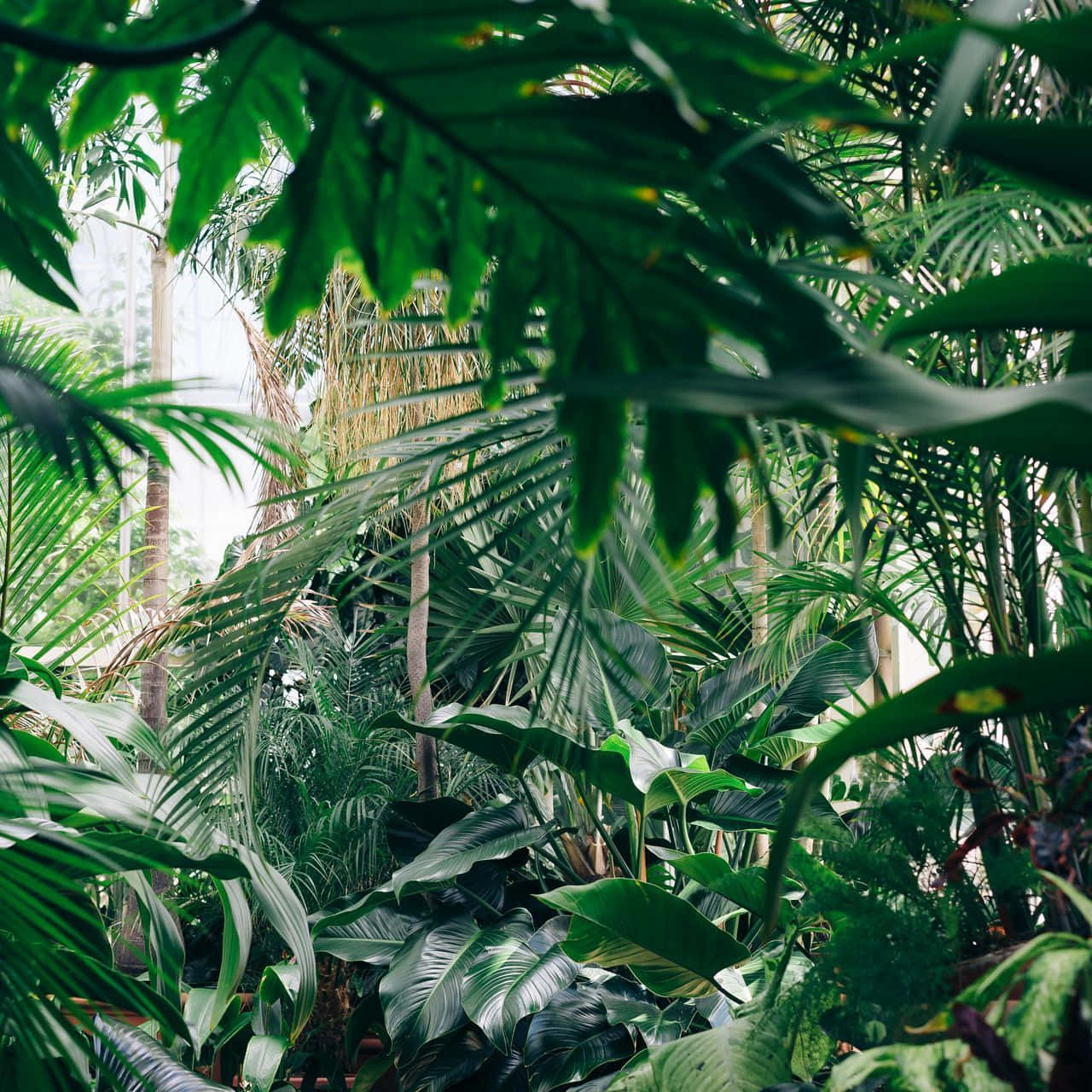 Green Plant Aesthetic Forest Wallpaper