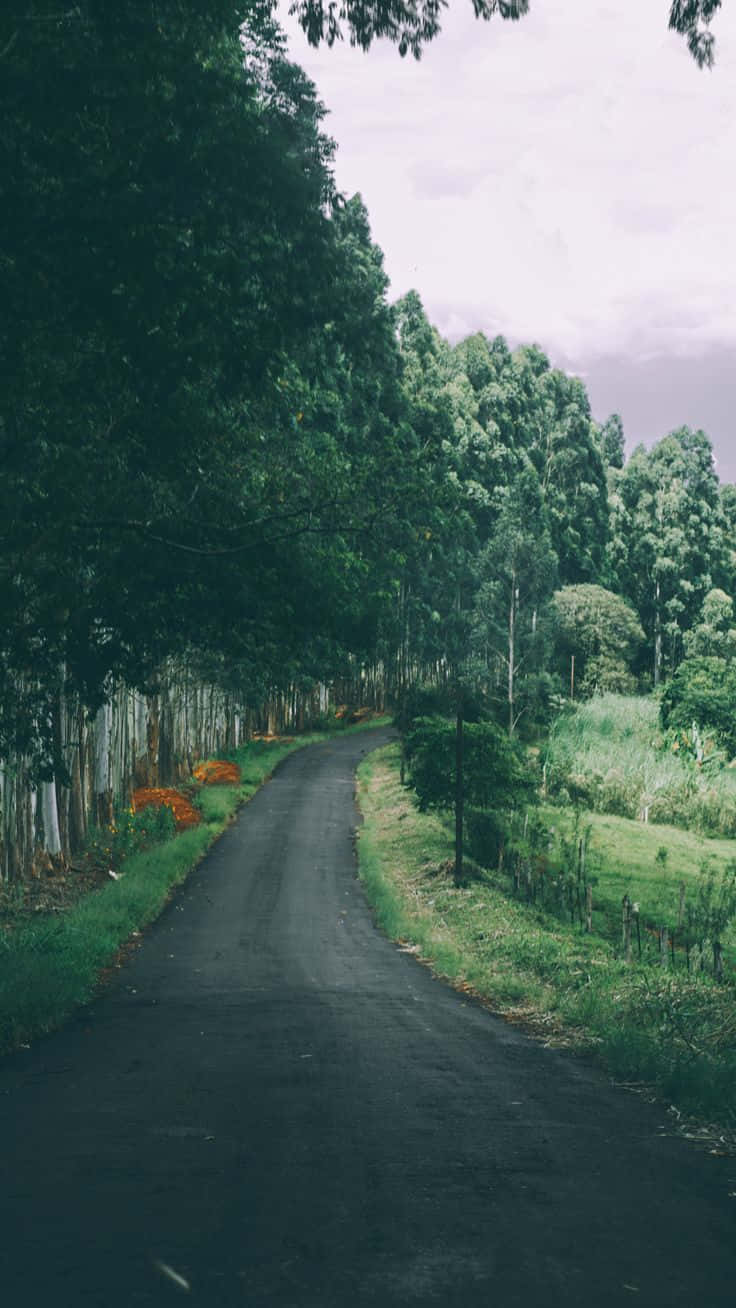 Green Road Nature Iphone Wallpaper