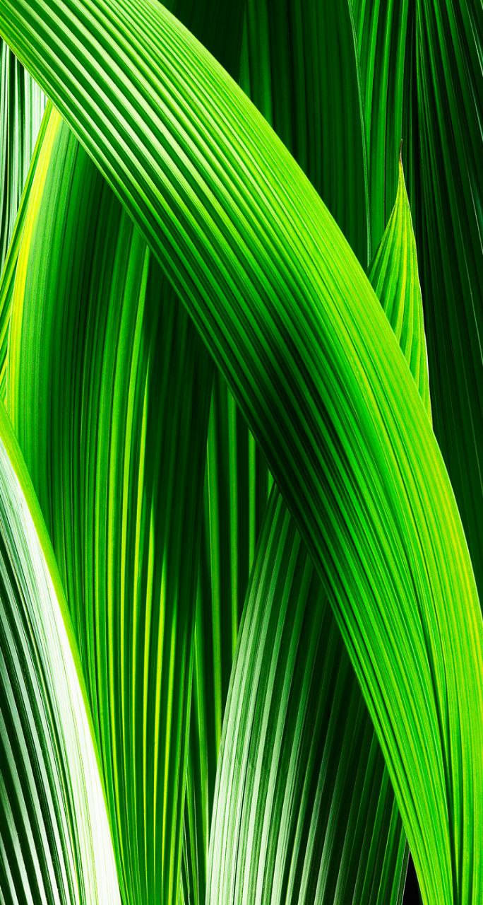 Green Symmetrical Leaves Original Iphone 7 Wallpaper