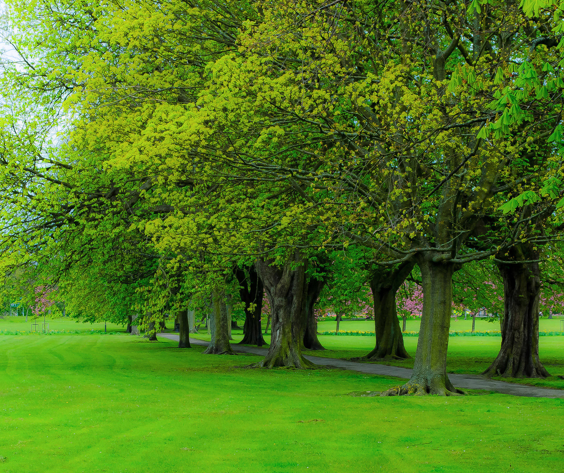 Green deals tree background