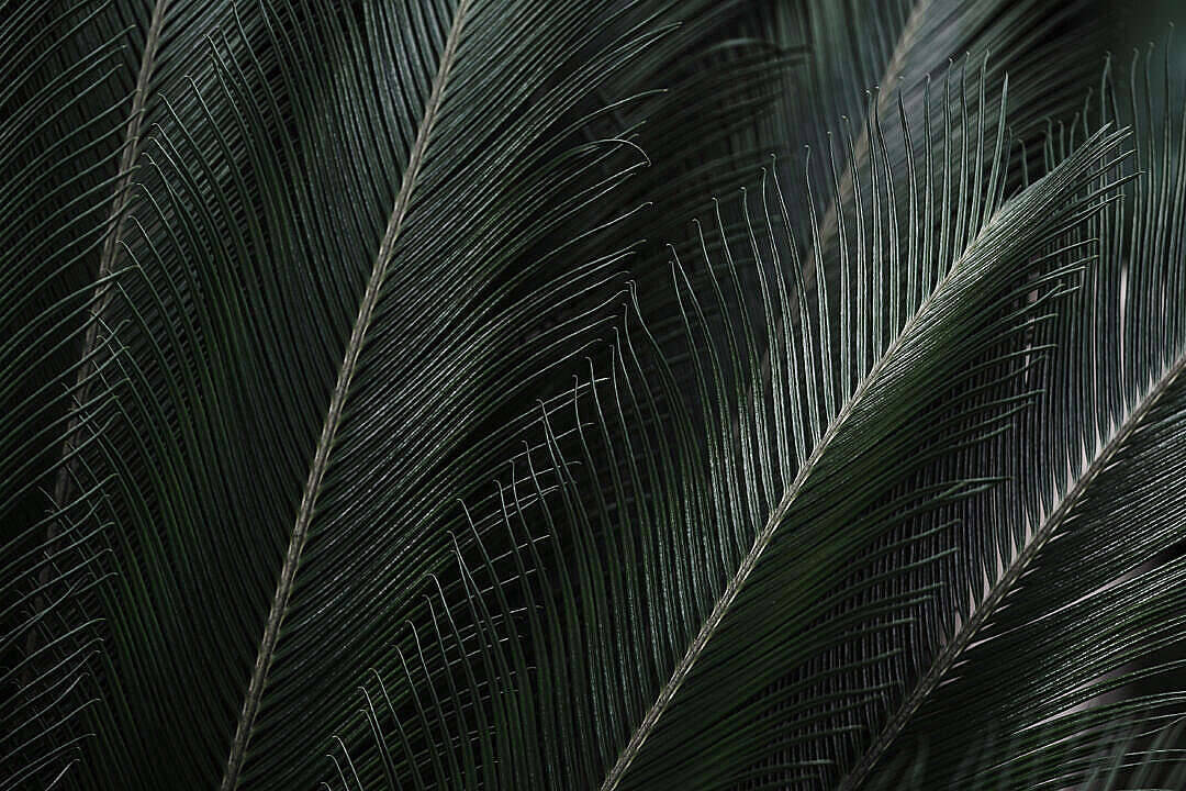Green Tropical Leaves 1080p Hd Desktop Wallpaper