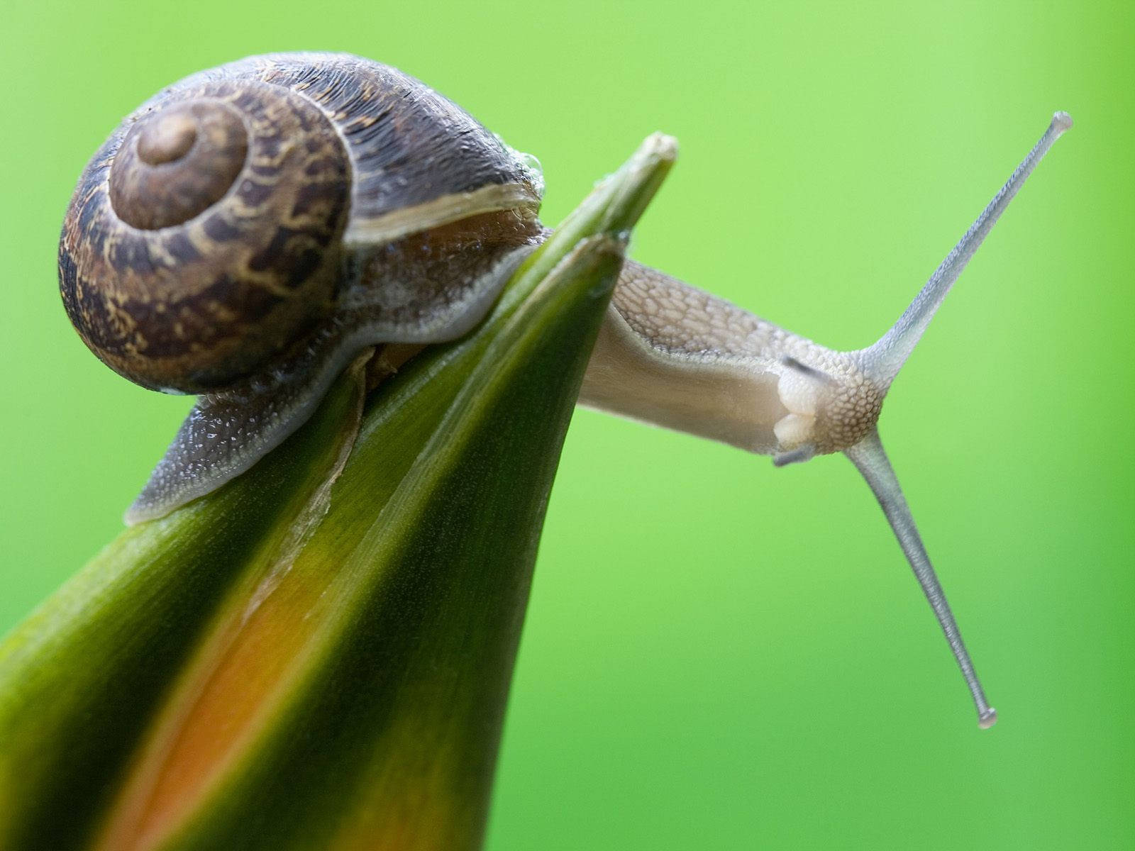 Grey-horned Snail Wallpaper