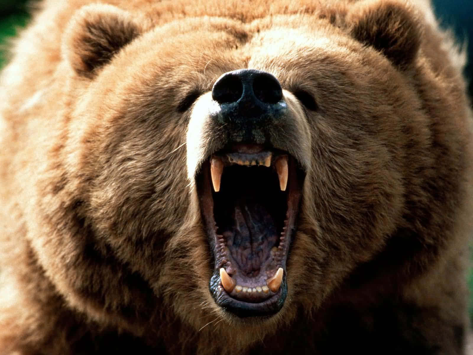 Grizzly Bear Roaring Closeup.jpg Wallpaper