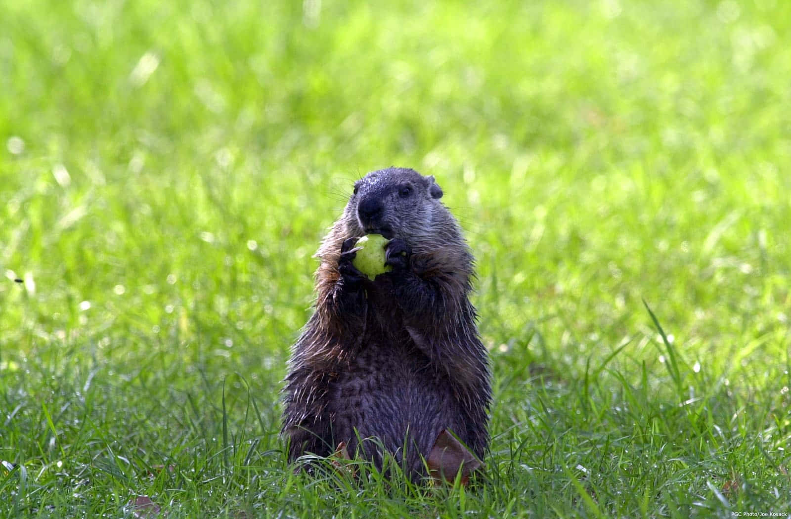 Groundhog Eating Applein Grass.jpg Wallpaper