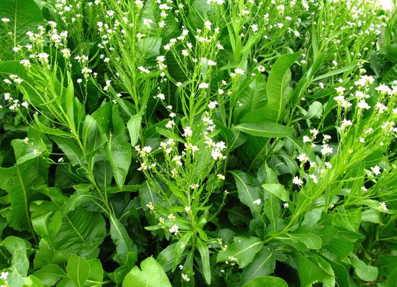 Growing Horseradish Plant Wallpaper